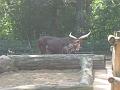 Zoo Cottbus 068
